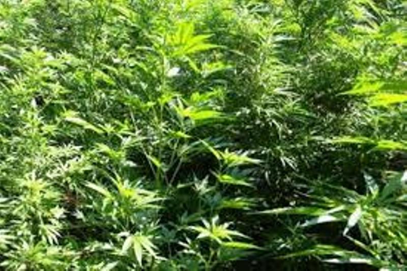 Ηράκλειο: Συνελήφθη ο …ιδιοκτήτης 31 δενδρύλλια χασίς ύψους 3,5 μέτρων - Media