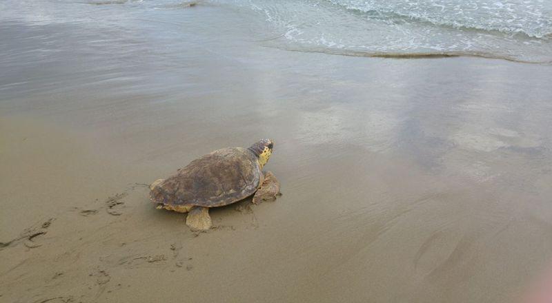 Επέστρεψε στο φυσικό της περιβάλλον η χελώνα «Ειρήνη» (Photos) - Media