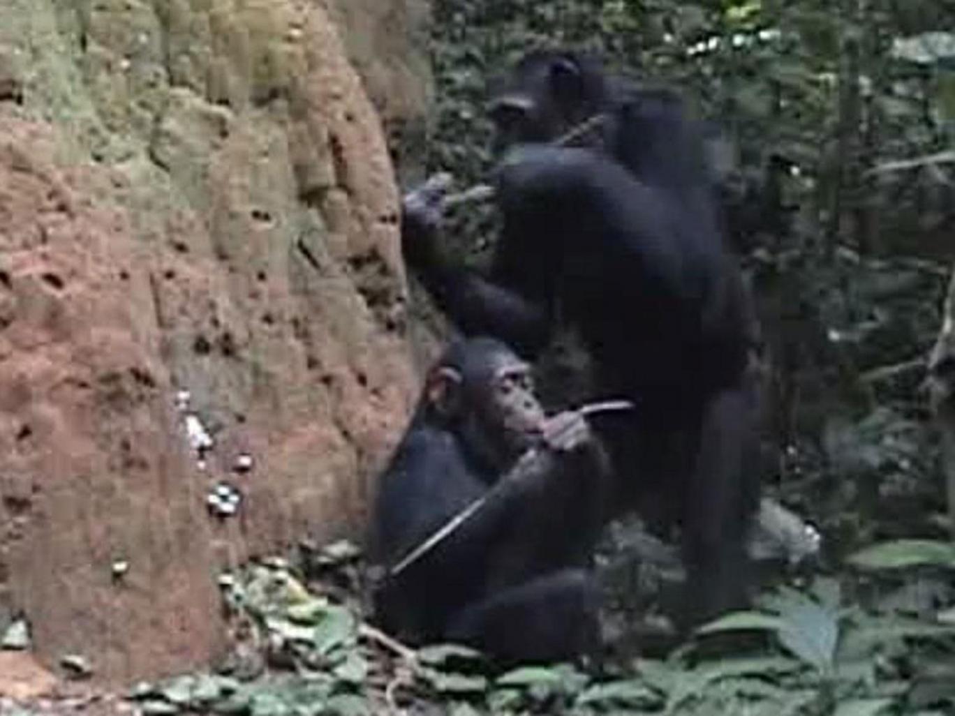 Οι χιμπατζήδες μπορούν να παίξουν «πέτρα, ψαλίδι, χαρτί» - Media