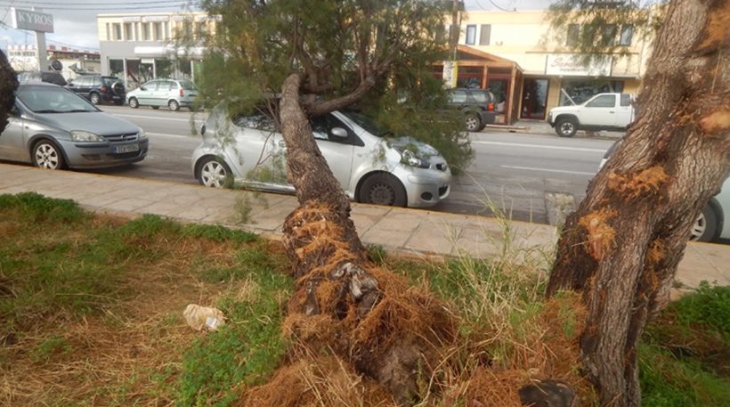 Προβλήματα από τον χιονιά σε όλη τη χώρα - 105 κλήσεις για ξεριζωμένα δέντρα κι αντικείμενα στην Αττική λόγω ανέμων (Photos) - Media