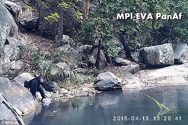 Οι χιμπατζήδες εκπλήσσουν τους επιστήμονες - Χρησιμοποιούν «καλάμια ψαρέματος» (Video) - Media