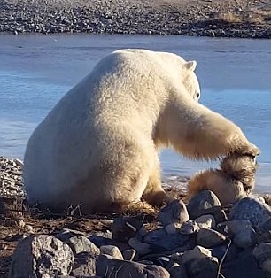 Απίστευτη σκηνή τρυφερότητας στο ζωικό βασίλειο - Πολική αρκούδα χαϊδεύει αλυσοδεμένο σκύλο (Video) - Media
