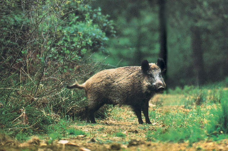 Τροχαίο με 10 αγριόχοιρους στην Αριδαία - Media