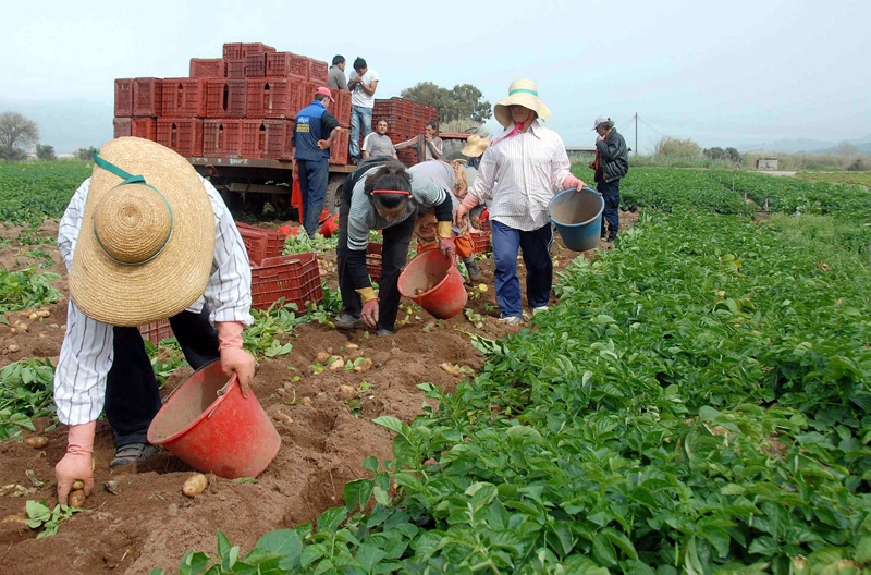 Παγίδα έξτρα φόρου για χιλιάδες αγρότες κρύβει το φορολογικό - Media