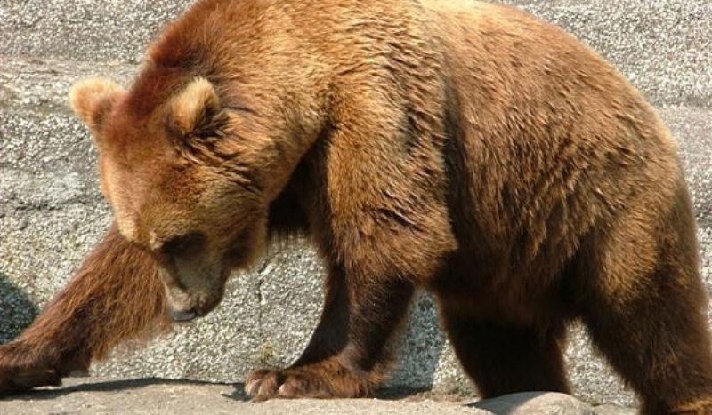 Ξάνθη: Κυνηγός σώθηκε από θαύμα από τα δόντια της αρκούδας! - Media