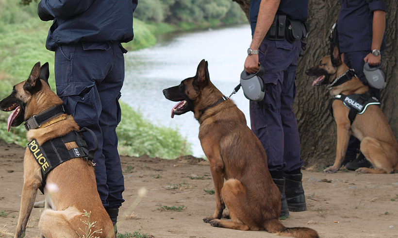 Η τελωνειακή υπηρεσία εκπαιδεύει σκύλους - ανιχνευτές χαρτονομισμάτων που διακινούνται παράνομα στην Ελλάδα - Media