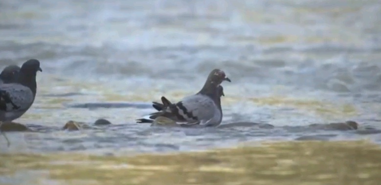 Η στιγμή που γατόψαρο επιτίθεται σε περιστέρια (Video) - Media
