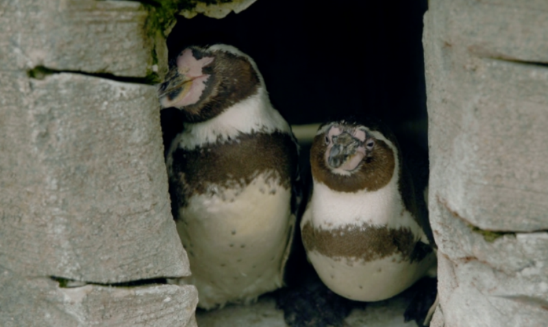 Δέκα χρόνια μαζί γιορτάζουν οι γκέι πιγκουίνοι! - Media