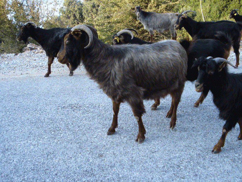 Συνελήφθη για… δολοφονία κατσικιών στα Τρίκαλα! - Media