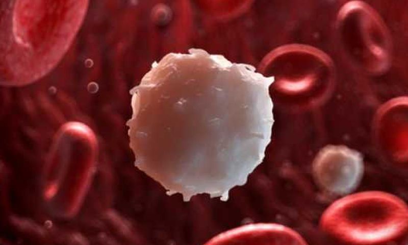 Λευχαιμία: Προστατευθείτε με αυτά τα δύο μυρωδικά - Media