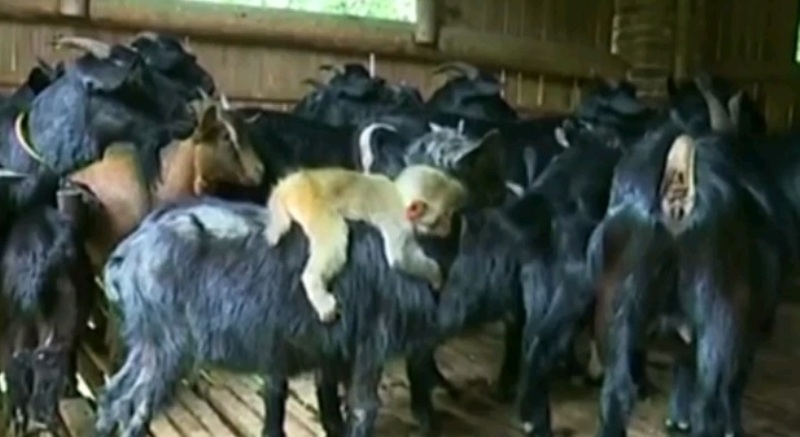 Κίνα: Το μαϊμουδάκι που έκανε την κατσίκα… ταξί! (Video) - Media