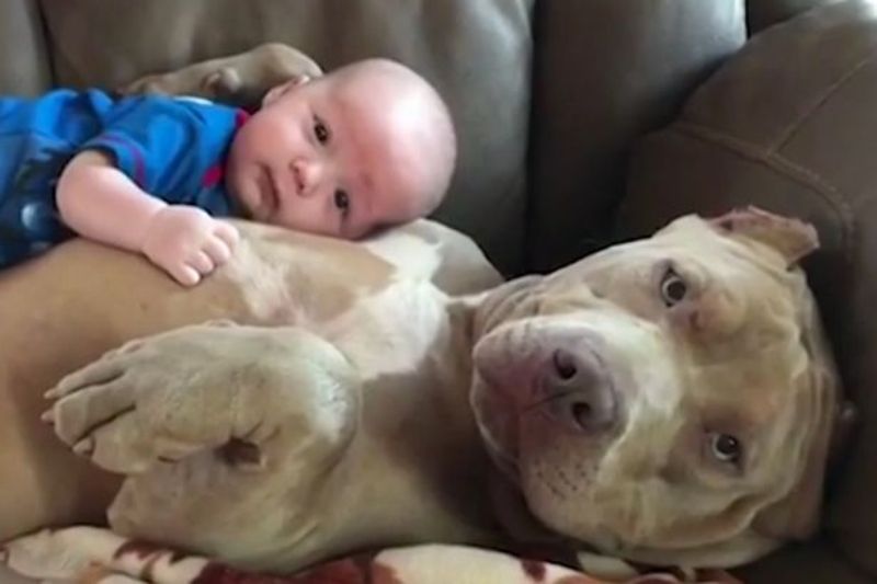 Αξιολάτρευτο βίντεο: Σκύλος «υιοθετεί» μωράκι - Media