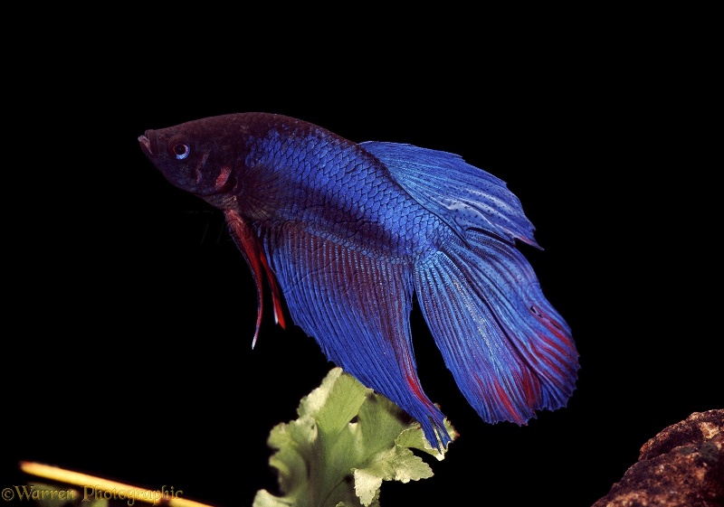 Αυτό είναι το ακριβότερο «χρυσόψαρο» στον κόσμο (Photo) - Media