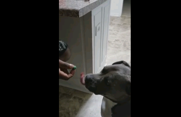 Του βγήκε… ξινή η καραμέλα - Σκύλος δοκιμάζει καραμέλα και κάνει αστείες γκριμάτσες (Video) - Media