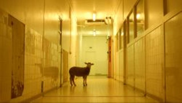 Προσοχή: Τα ζώα στην ταινία αυτή πεθαίνουν πραγματικά! - Media