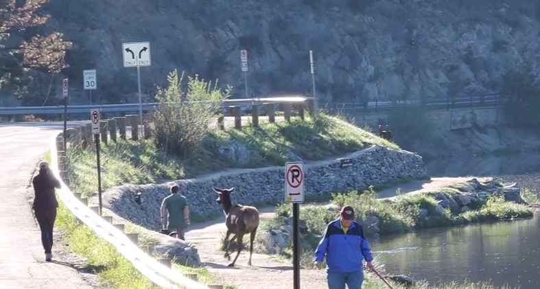Τάρανδος κυνηγά έναν άνδρα και τον σκύλο του (Video) - Media