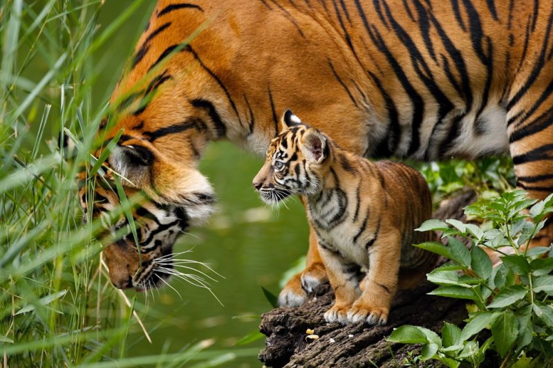 Μέσα σε περίπου 100 χρόνια οι... πολιτισμένοι άνθρωποι αφάνισαν το 95% της άγριας ζωής - Media