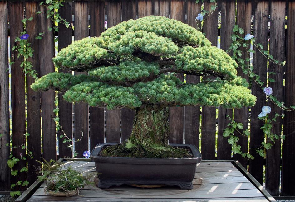 Ένα δέντρο, ζωντανή ιστορία! Είναι 391 χρονών και επέζησε από τη Χιροσίμα - Media