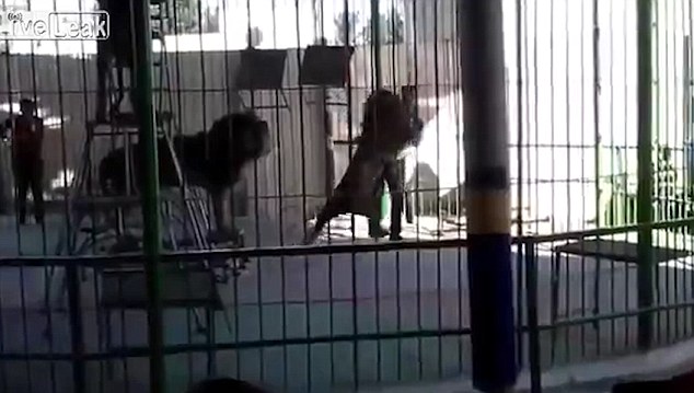 Άγρια επίθεση λιονταριού σκοτώνει θηριοδαμαστή την ώρα της παράστασης (Video) - Media