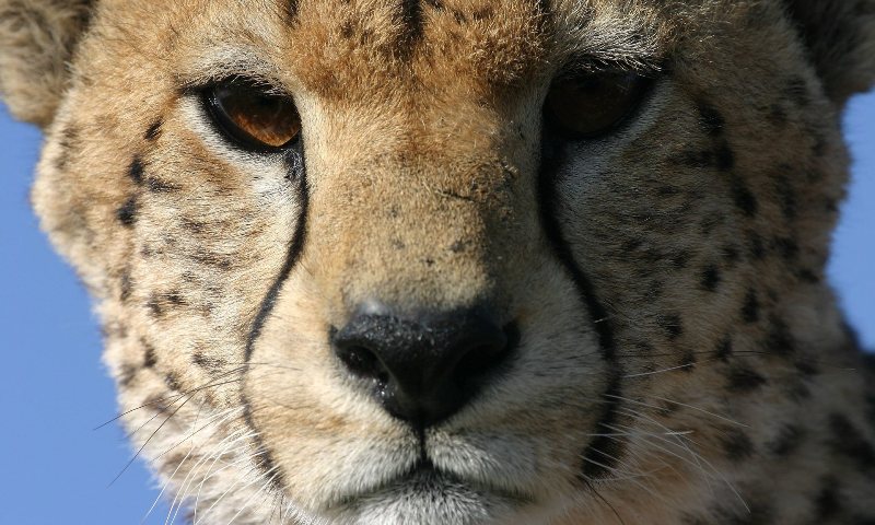 Τα τσιτάχ κινδυνεύουν με εξαφάνιση - Media