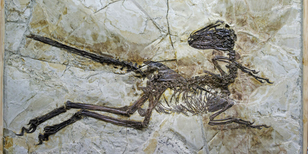 Βρέθηκε απολίθωμα μικροσκοπικού δεινοσαύρου ηλικίας 99 εκατ. ετών - Media