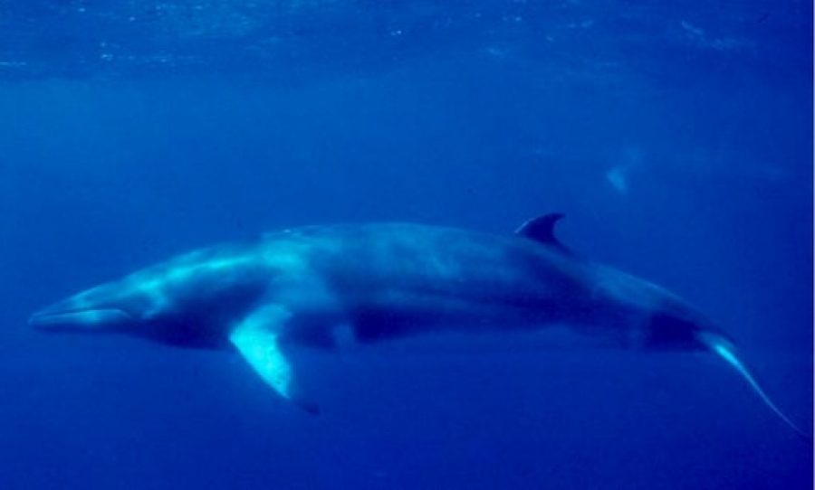 Ο πιο μυστήριος ήχος από το βαθύτερο σημείο της Γης (Video) - Media