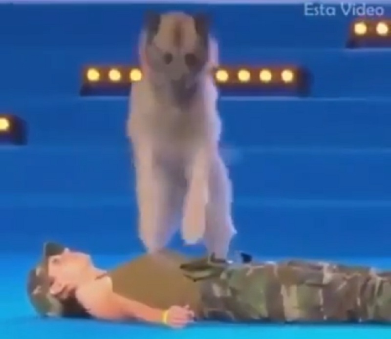 Απίστευτος σκύλος κάνει μαλάξεις και τεχνητή αναπνοή στην αφεντικίνα του (Video)  - Media