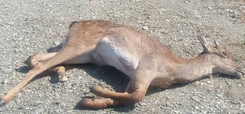 Φρίκη: Σκότωσαν 14 ελάφια στη Ρόδο! - Media