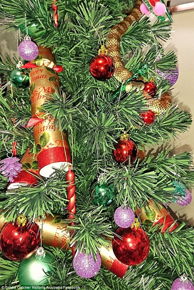 Οικογένεια ανακαλύπτει φίδι κουλουριασμένο στο χριστουγεννιάτικο δέντρο της (Photo) - Media