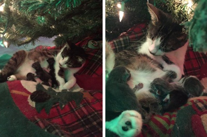 Γάτα γεννάει τα μικρά της κάτω από το Χριστουγεννιάτικο δέντρο (Photos) - Media
