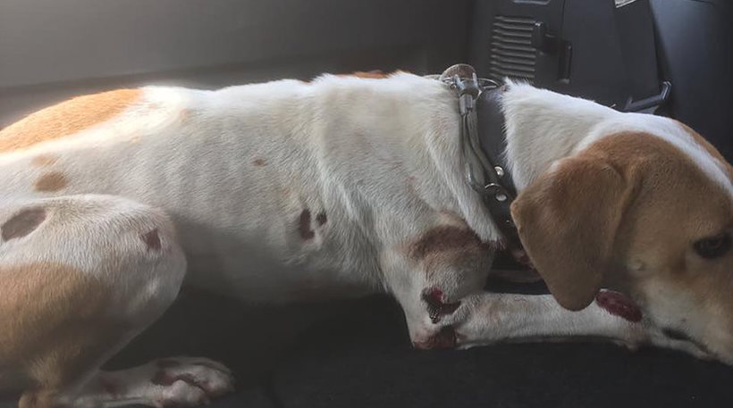 Απίστευτη κτηνωδία στη Φωκίδα: 65χρονος έσερνε το σκύλο με το αμάξι - Ισχυρίστηκε ότι δεν το... κατάλαβε - Media
