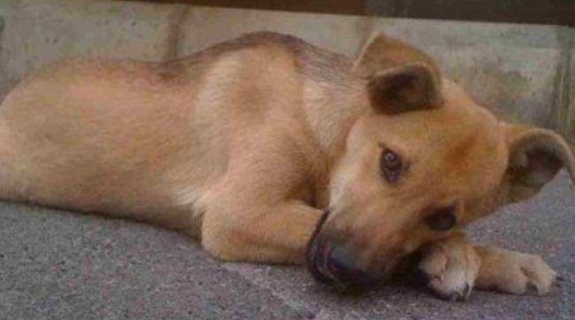 Φρίκη στο Ηράκλειο: Έρευνα για διεστραμμένο άνδρα που βίασε σκύλο και γάτα! - Media