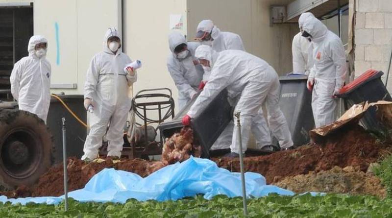 Ξεκίνησαν να σκοτώνουν πουλερικά στην Ιαπωνία μετά από κρούσματα της γρίπης των πτηνών - Media