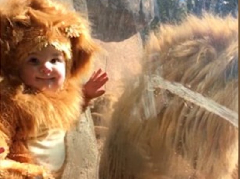 Απίστευτο βίντεο: Η στιγμή που ένα μωρό ντυμένο λιοντάρι συναντά ένα πραγματικό λιοντάρι - Media