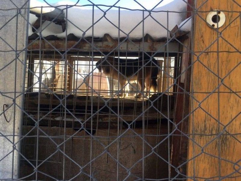 Σοκάρει η κατάσταση στο κυνοκομείο Φλώρινας: Το Νταχάου των ζώων (Photos) - Media