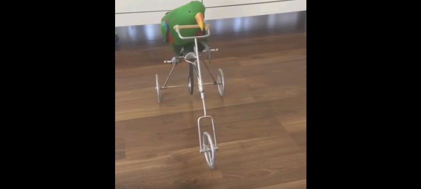 Ο παπαγάλος… ποδηλάτης! (Video) - Media