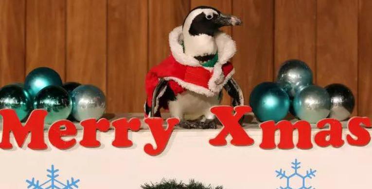 Οι βοηθοί του Αι Βασίλη είναι… πιγκουίνοι (Photos - Video) - Media