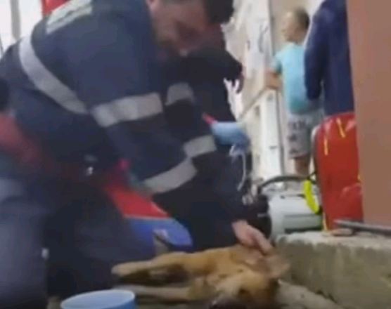 Πυροσβέστης έσωσε σκύλο δίνοντάς του… το φιλί της ζωής (Video) - Media