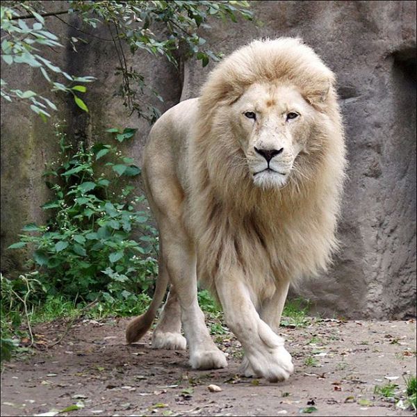 Η απίστευτη στιγμή που ένα λευκό λιονταράκι «χουζουρεύει» με τον μπαμπά του (Photos) - Media