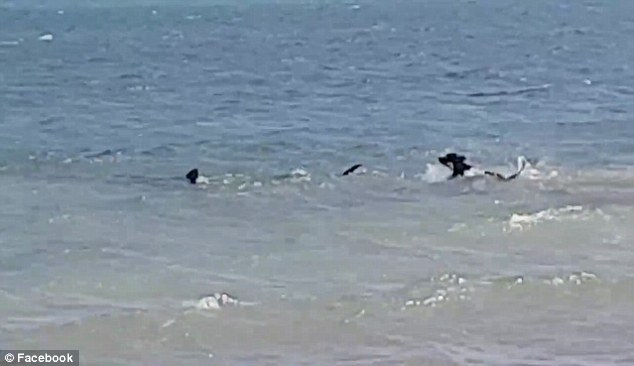 Ατρόμητος σκύλος κυνηγά καρχαρία-τίγρη (Photos-Video) - Media