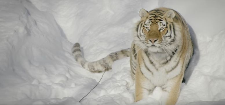 Drone καταγράφει τίγρεις στα χιόνια της Σιβηρίας (Video) - Media