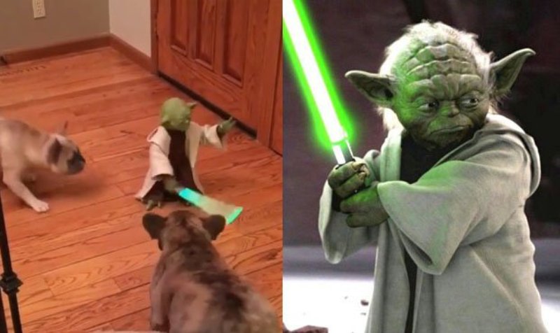 Ο… Yoda τρομοκρατεί μπουλντόκ (Video) - Media