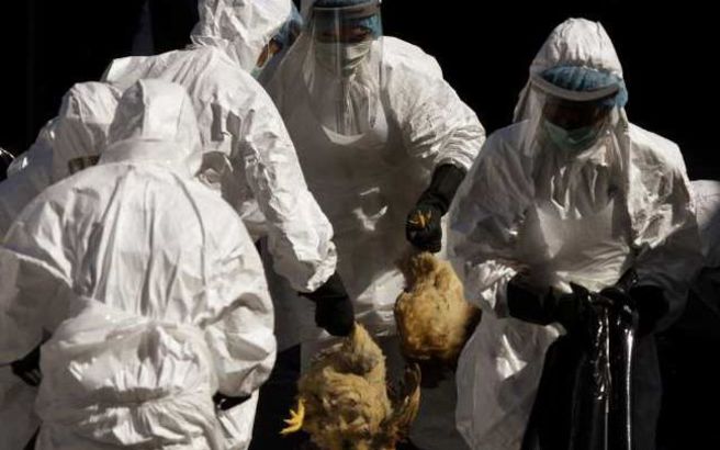 «Χτύπησε» στα Βαλκάνια η γρίπη των πτηνών - Επιθετική εξάπλωση στη Βουλγαρία από τα μέσα Δεκεμβρίου - Media