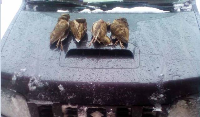 Στυλίδα: Χειροπέδες σε λαθροκυνηγούς που βγήκαν για μπεκάτσες - Media