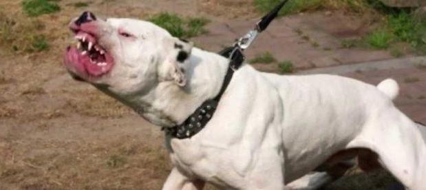 Εκπαιδευμένο για κυνομαχίες το πίτμπουλ που κατασπάραξε τον 30χρονο στο Βόλο - Media