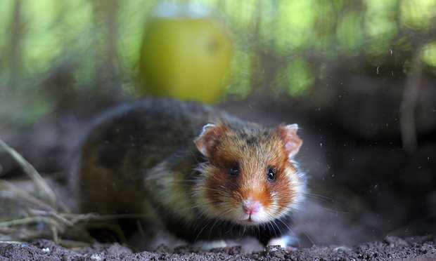 Χάμστερ ...κανίβαλοι στη Γαλλία - Πως κατέληξαν να τρώνε τα μωρά τους - Media