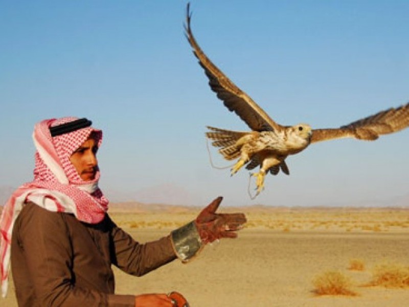 Η εικόνα που «έσπασε» το ίντερνετ μέσα σε 24 ώρες: Σαουδάραβας πρίγκιπας αγόρασε αεροπορικά εισιτήρια για τα 80… γεράκια του - Media
