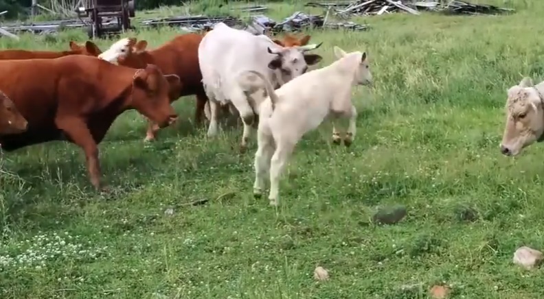 Η χελώνα-νίντζα «φόβος και τρόμος» για τις αγελάδες (Video) - Media