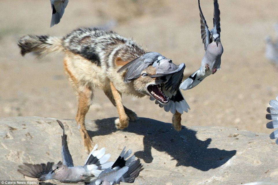 Ο επίμονος κυνηγός-Τσακάλι πιάνει στον αέρα περιστέρι (Photos) - Media