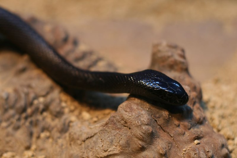 Έρευνα- έκπληξη: Αυτό είναι το ζώο που έχει σκοτώσει τους περισσότερους ανθρώπους στην Αυστραλία - Media